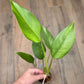 Epipremnum Giganteum Blue Mint
