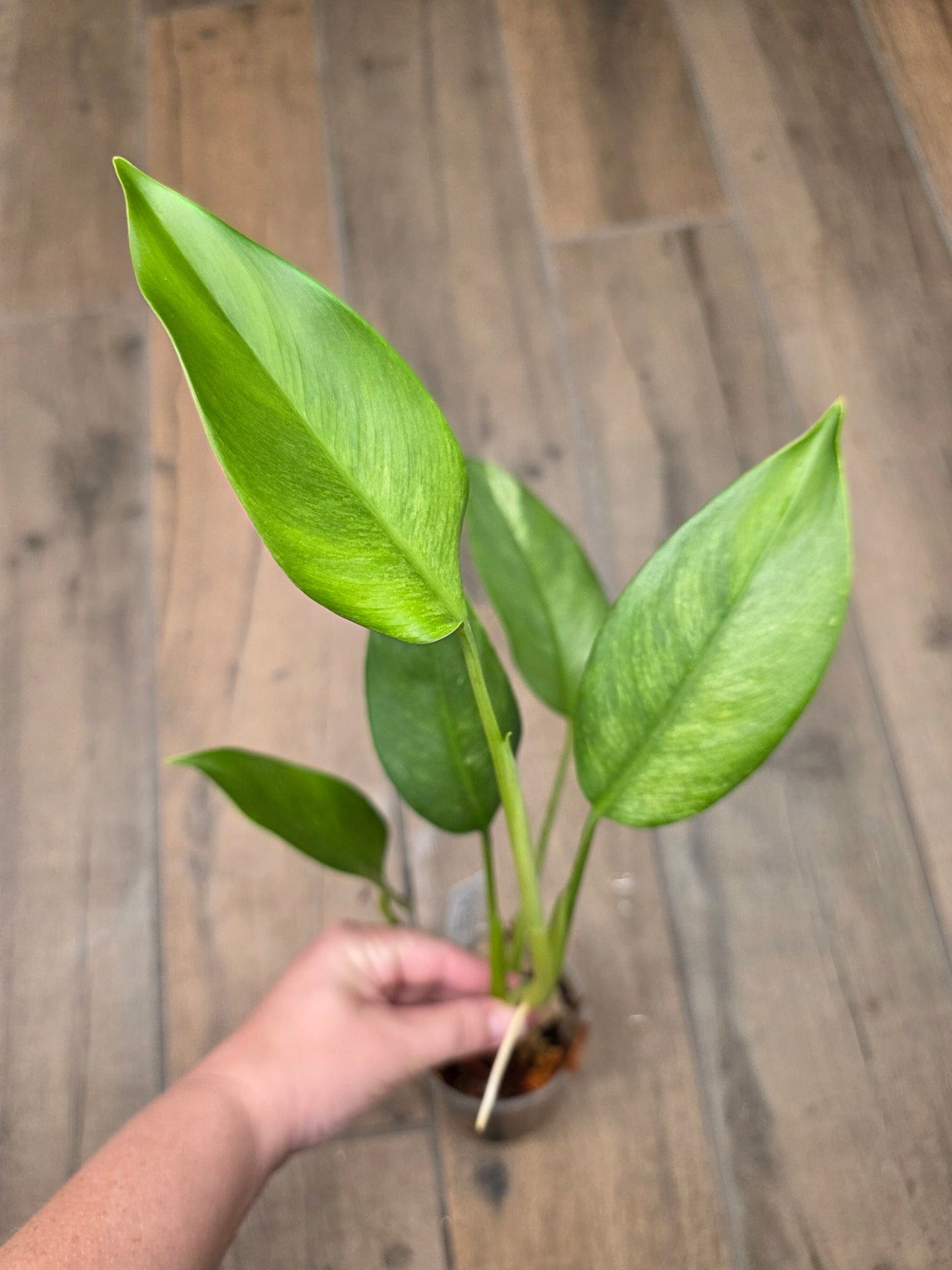 Epipremnum Giganteum Blue Mint