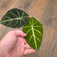 Alocasia Black Velvet Gold