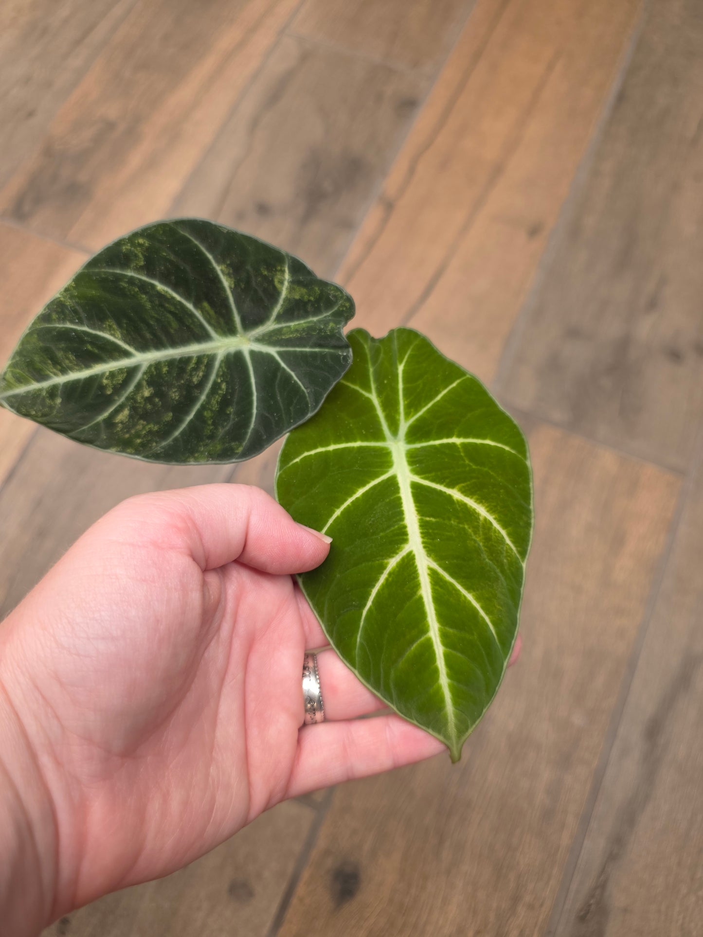 Alocasia Black Velvet Gold