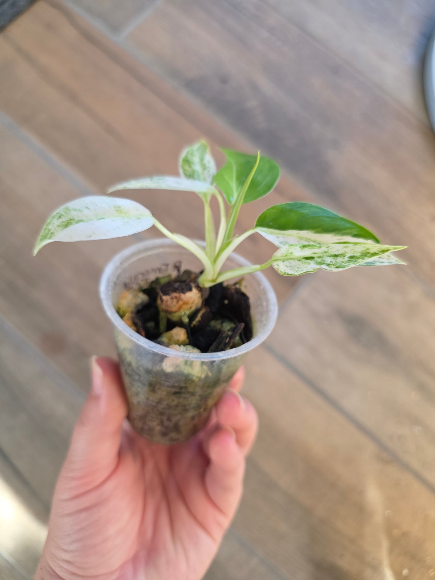 Philodendron Emerald Ice