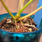 Philodendron Tortum X FL Beauty