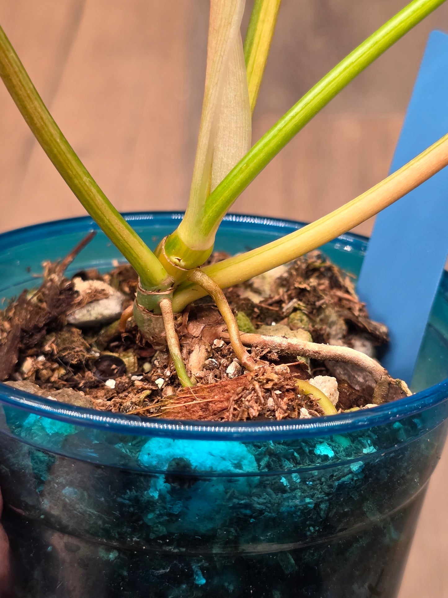 Philodendron Tortum X FL Beauty