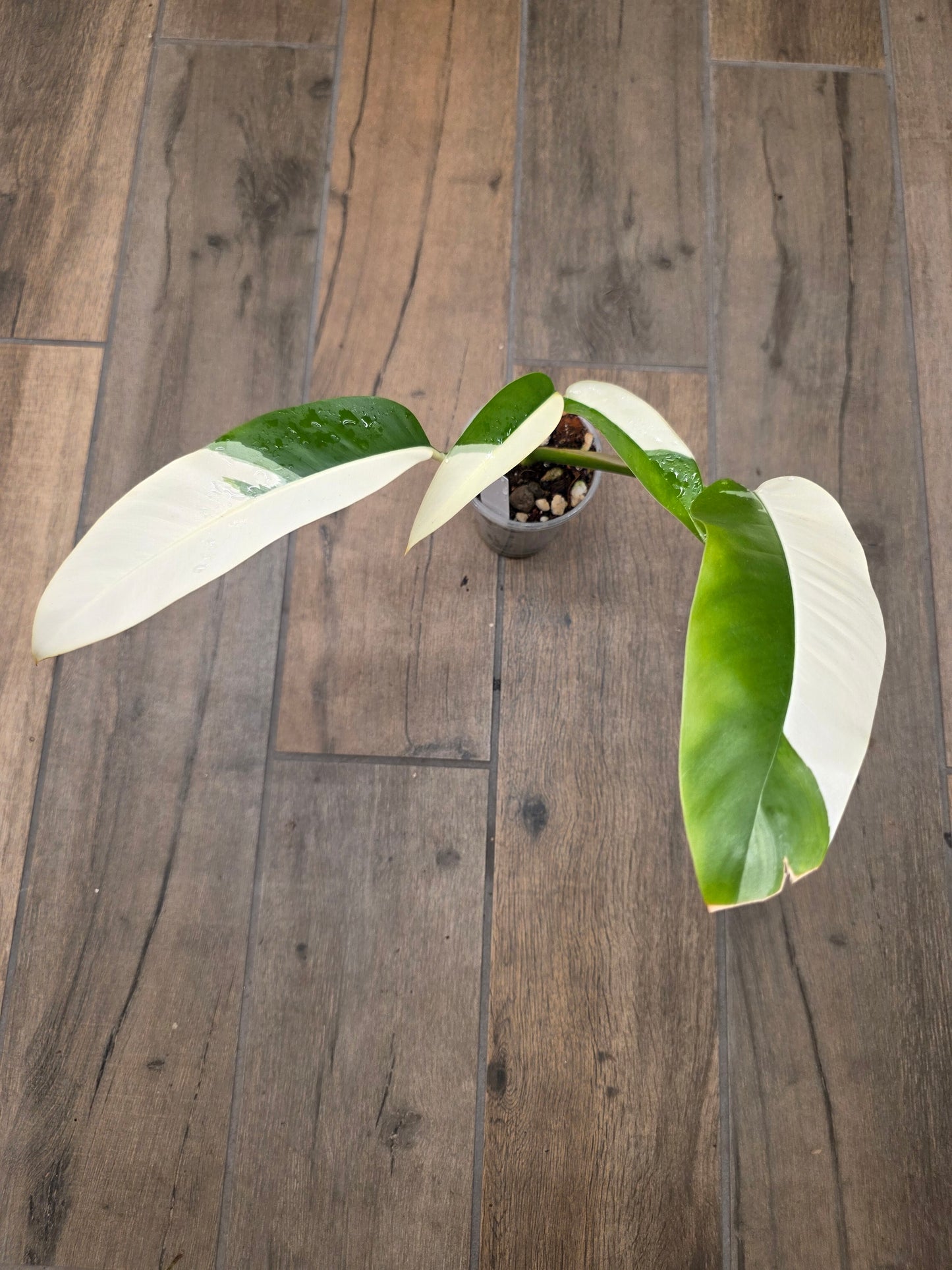 Epipremnum Giganteum Albo Variegated