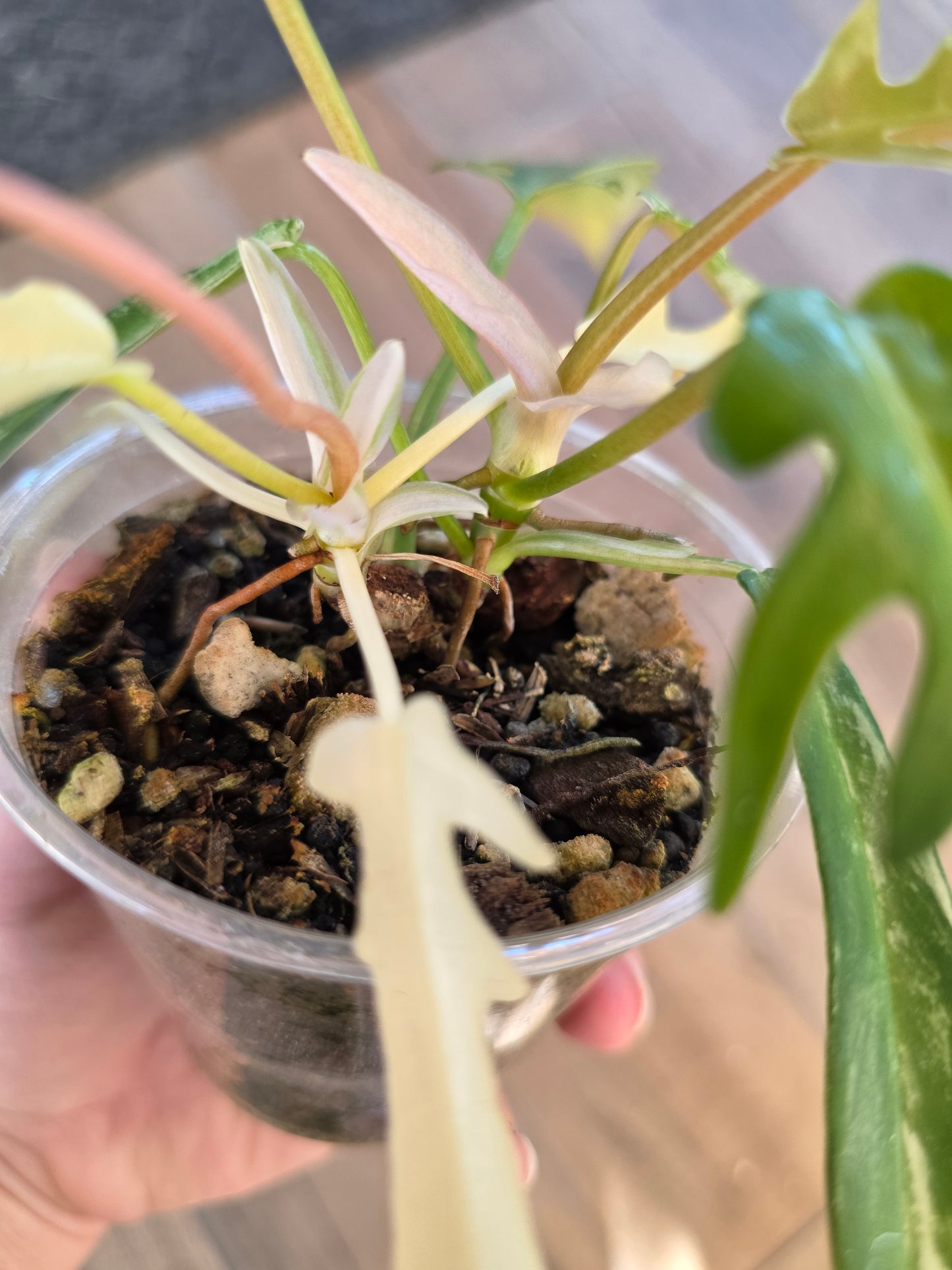 Philodendron Tortum X FL Beauty