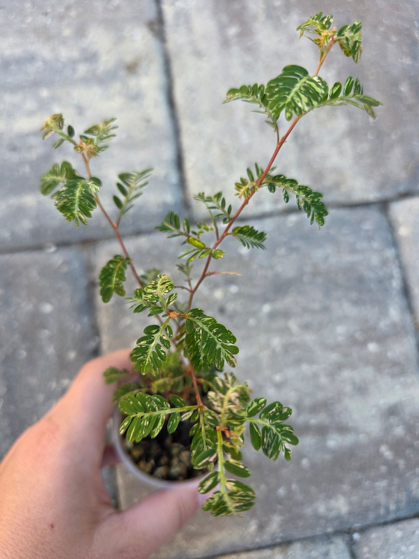 Phyllanthus Urinaria Variegated