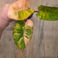 Philodendron Red Congo Marble