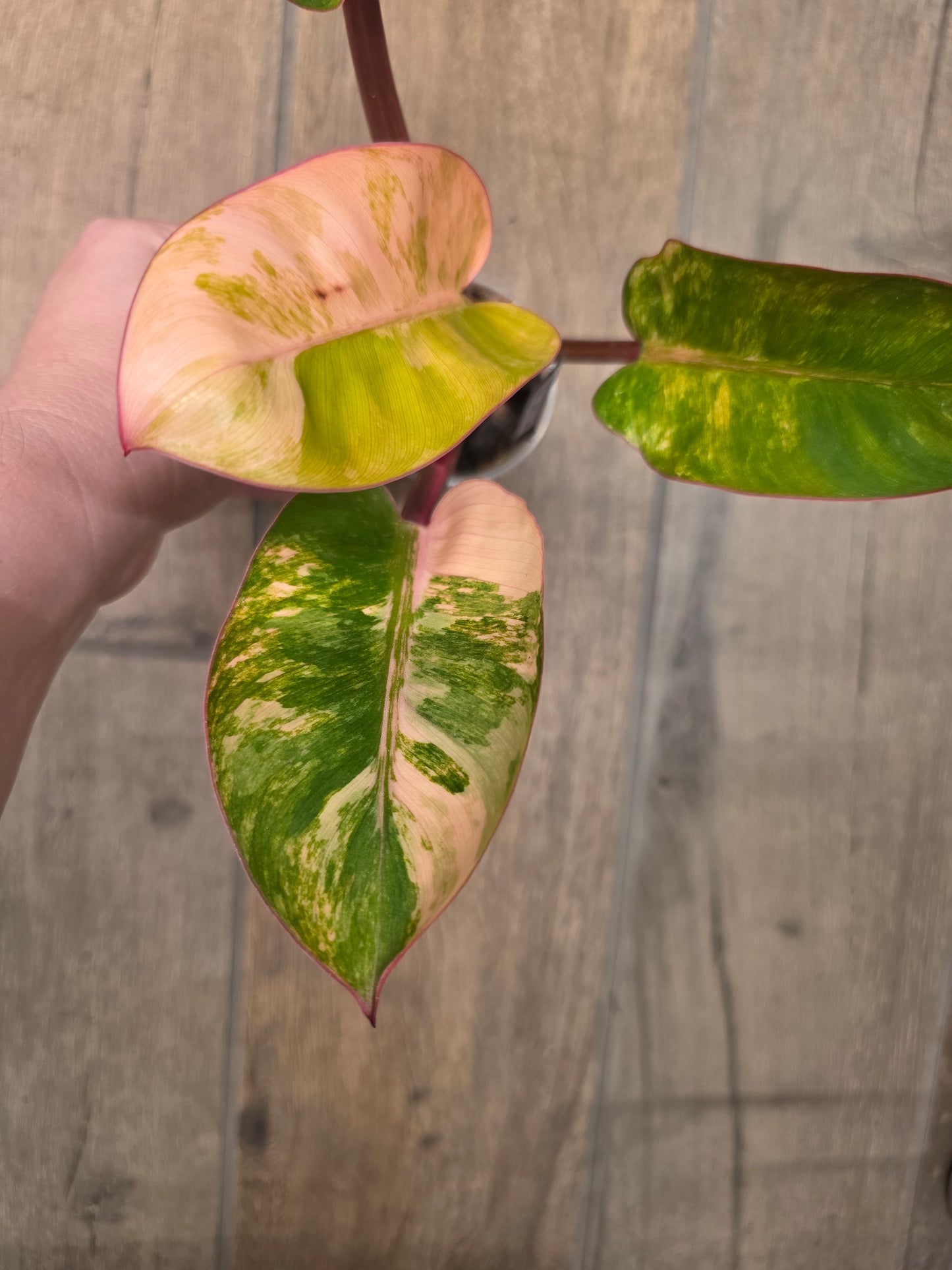 Philodendron Red Congo Marble