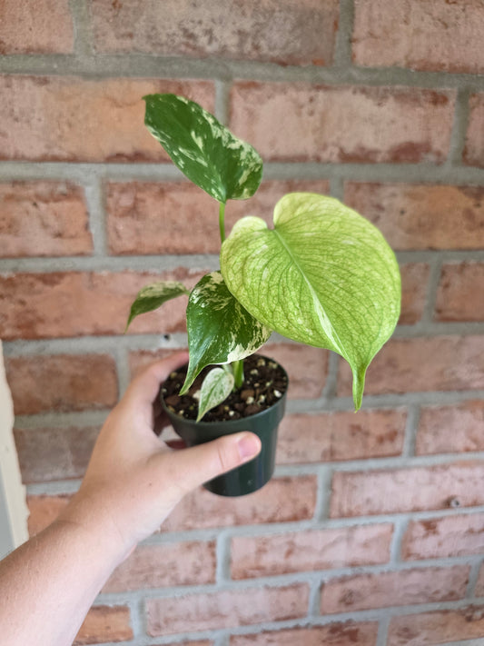 Monstera Mint