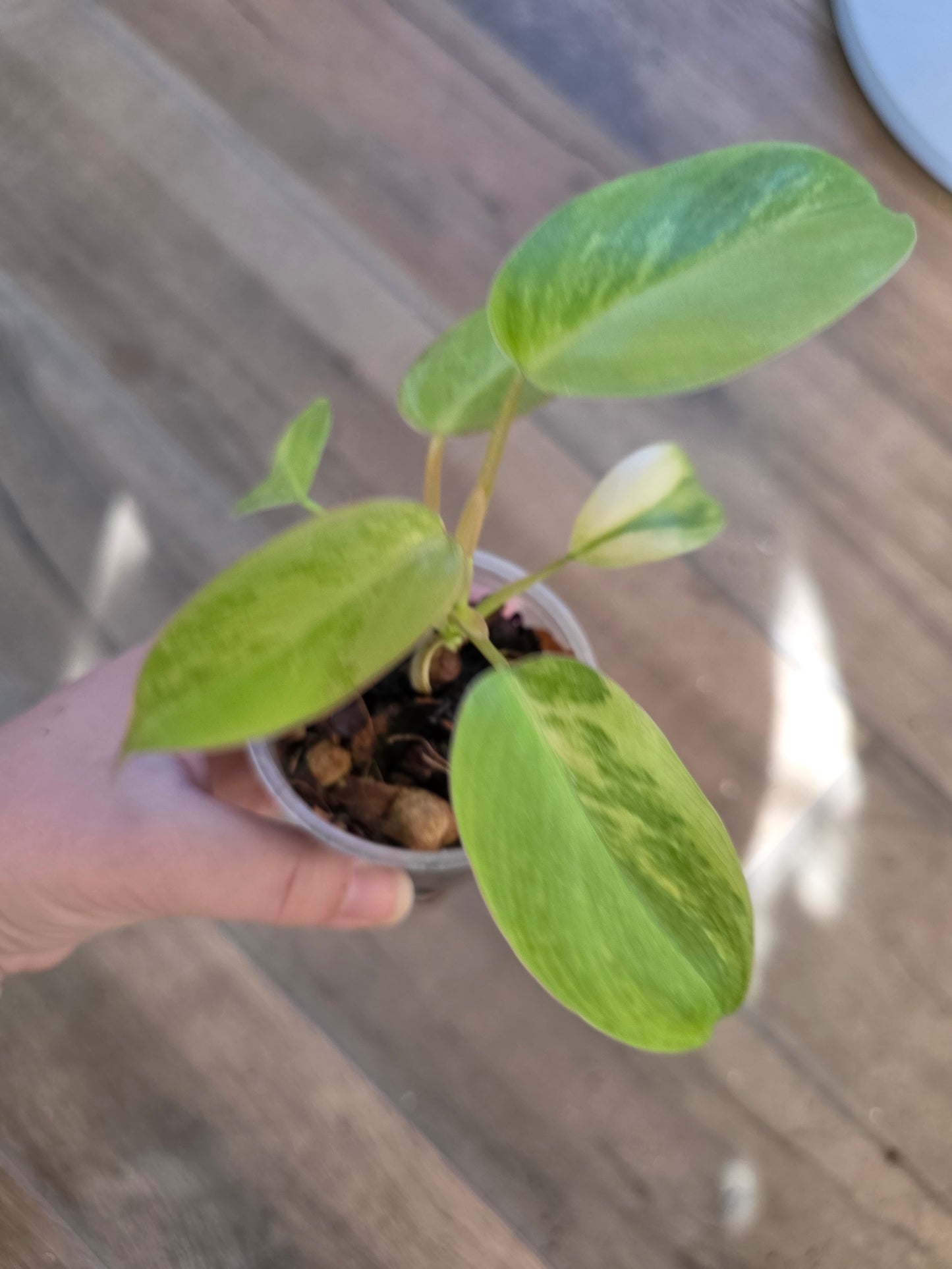 Philodendron Emerald Queen "Avocado Shake"