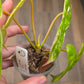 Philodendron Billietiae X FL Beauty Variegated 'Jennifer'