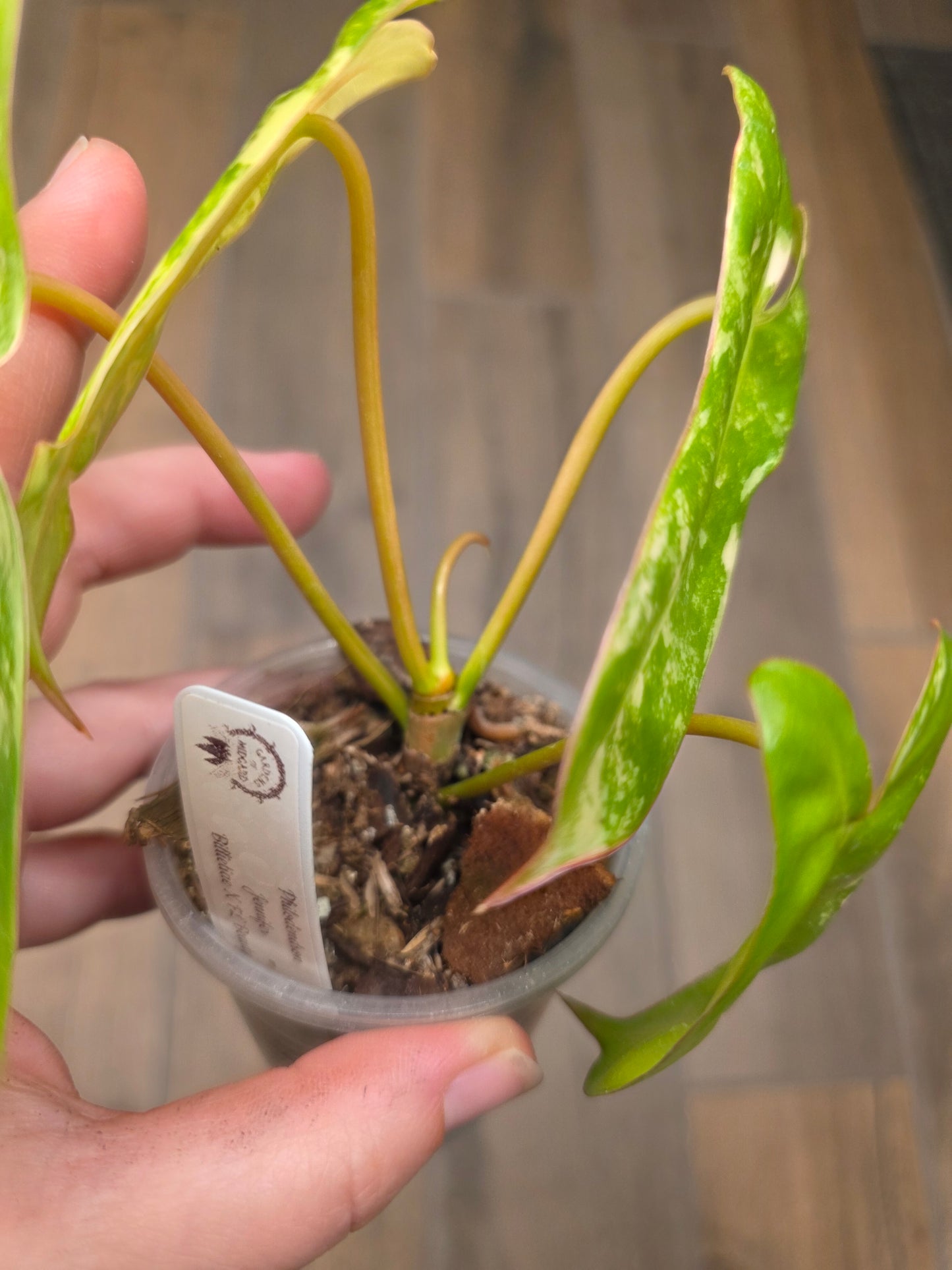 Philodendron Billietiae X FL Beauty Variegated 'Jennifer'