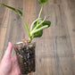Philodendron Emerald Ice
