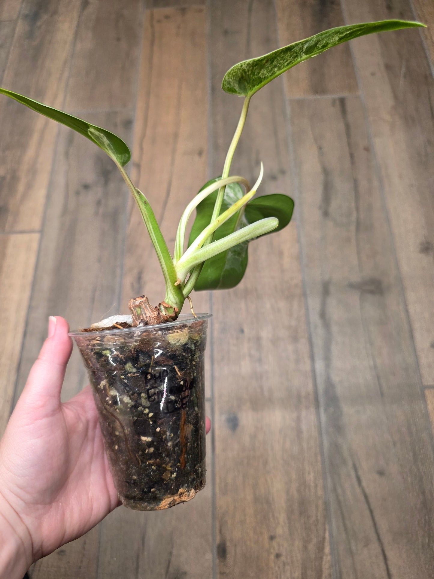 Philodendron Emerald Ice