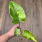 Alocasia Shock Treatment Variegated