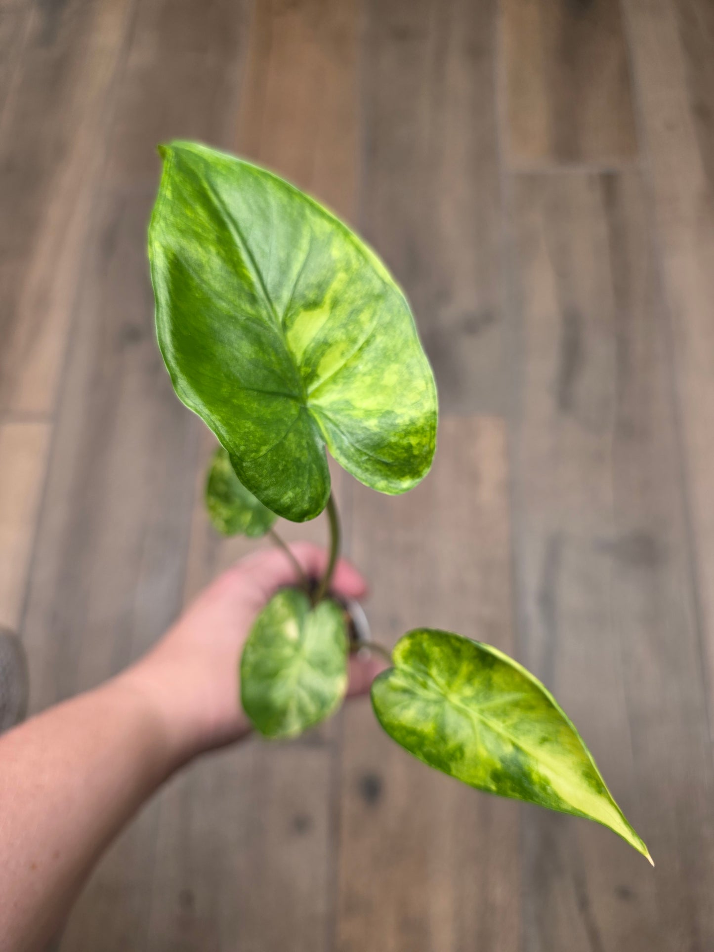 Alocasia Shock Treatment Variegated