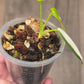 Philodendron Golden Dragon Albo Variegated