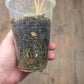 Homalomena Rubescens Aurea