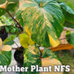 Homalomena Rubescens Aurea