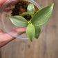 Philodendron Silver Sword Variegated