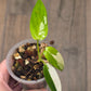Philodendron Golden Dragon Albo Variegated