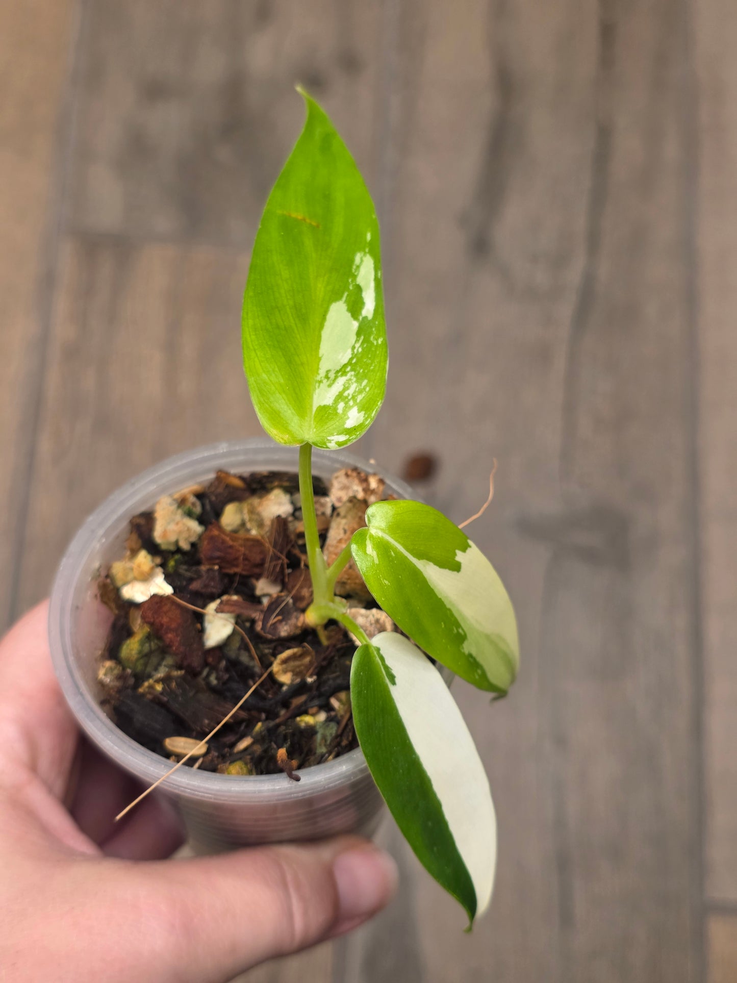Philodendron Golden Dragon Albo Variegated