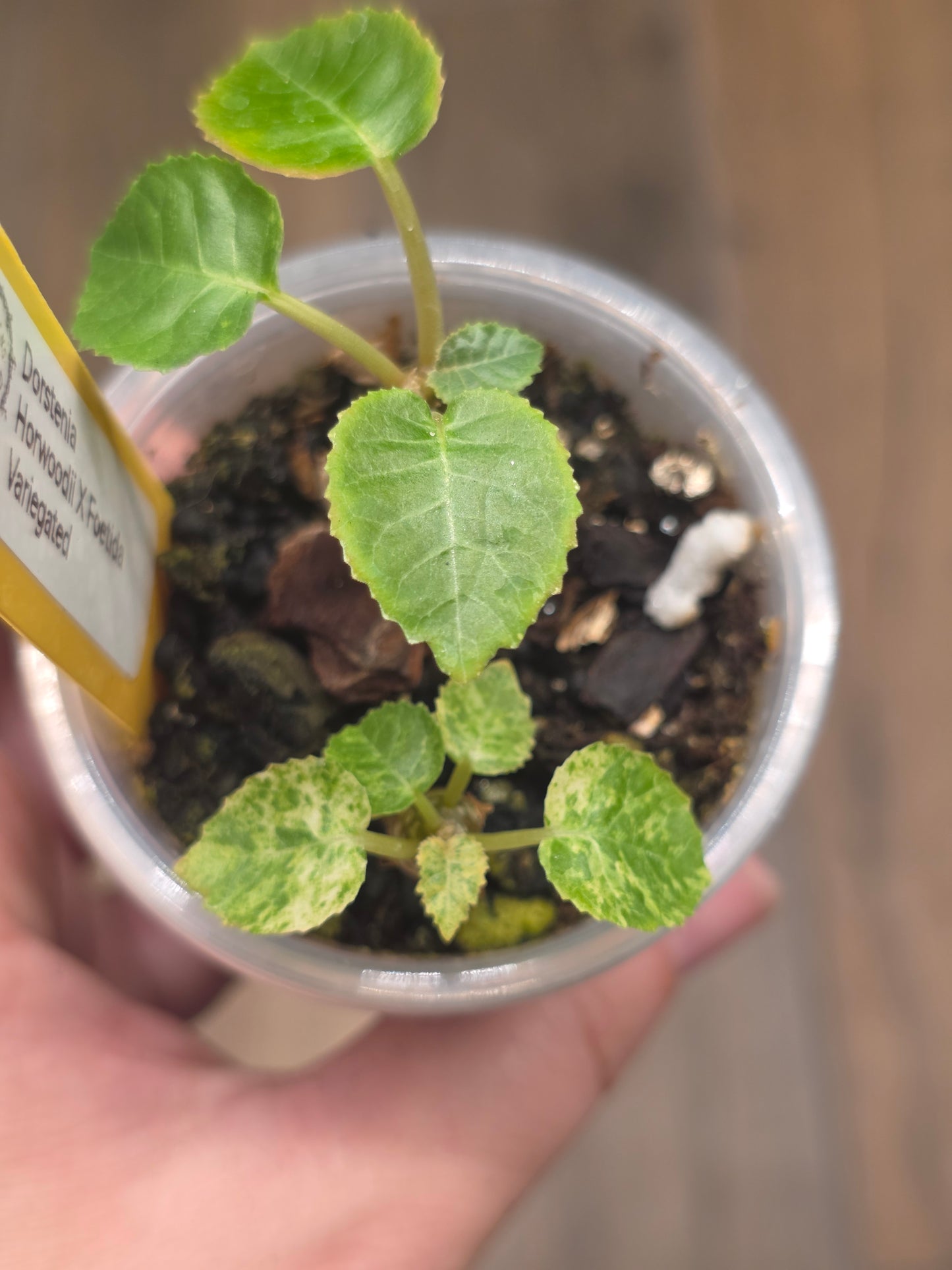 Dorstenia Horwoodii X Foetida Variegated