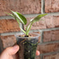 Philodendron Emerald Ice
