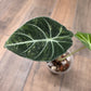 Alocasia Black Velvet Gold