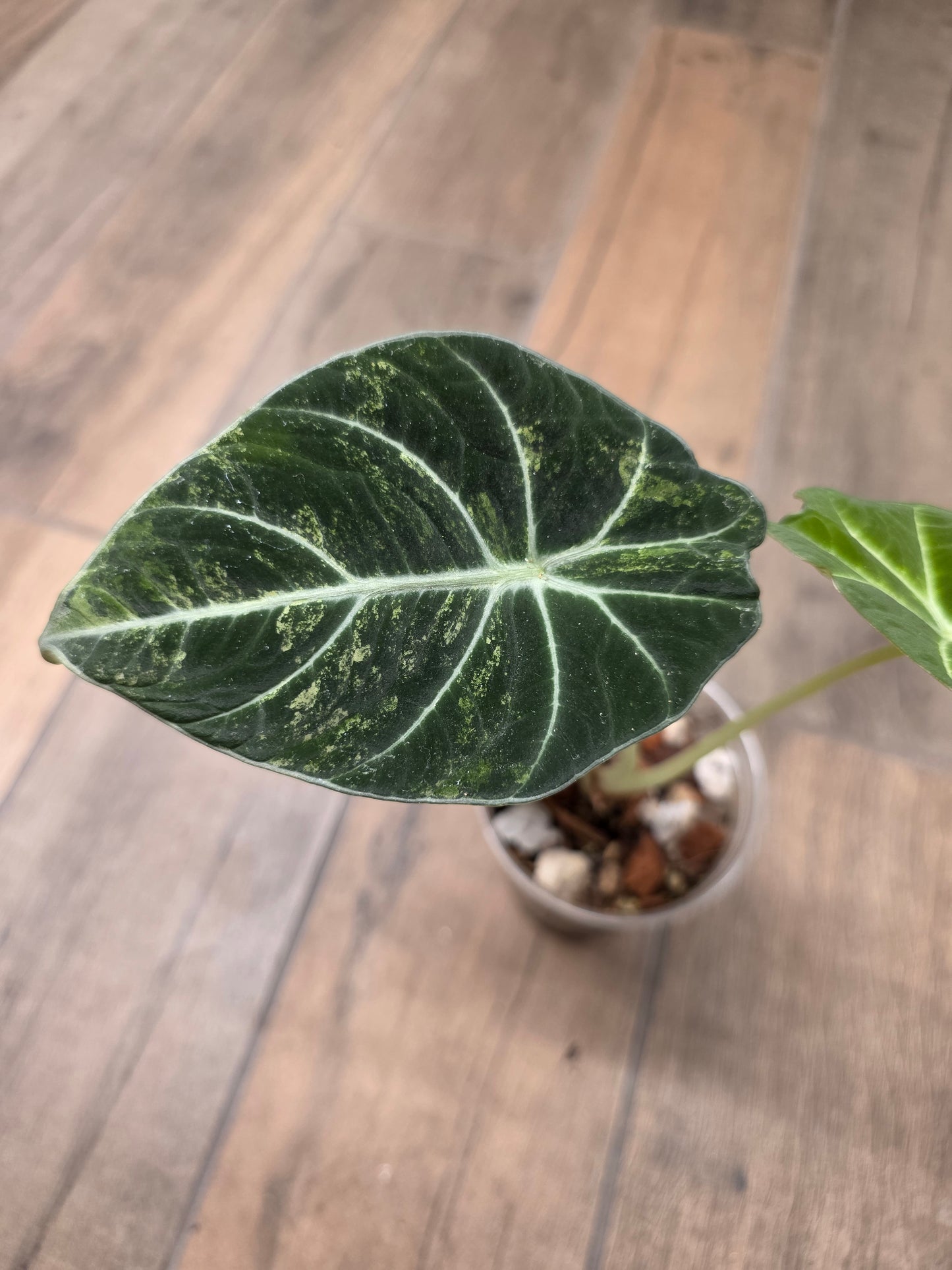 Alocasia Black Velvet Gold