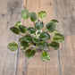 African Violet Pride Of Columbus