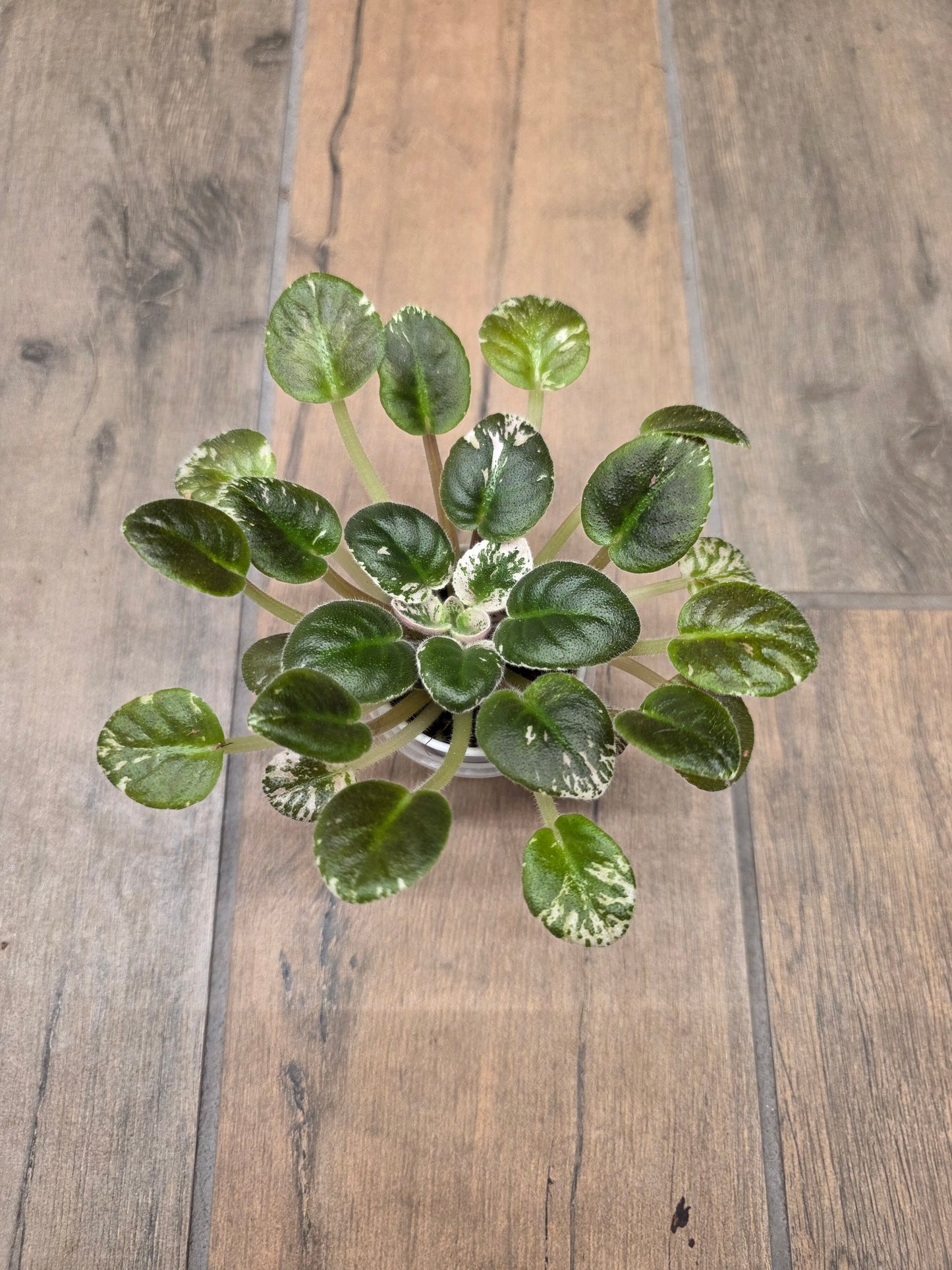 African Violet Pride Of Columbus