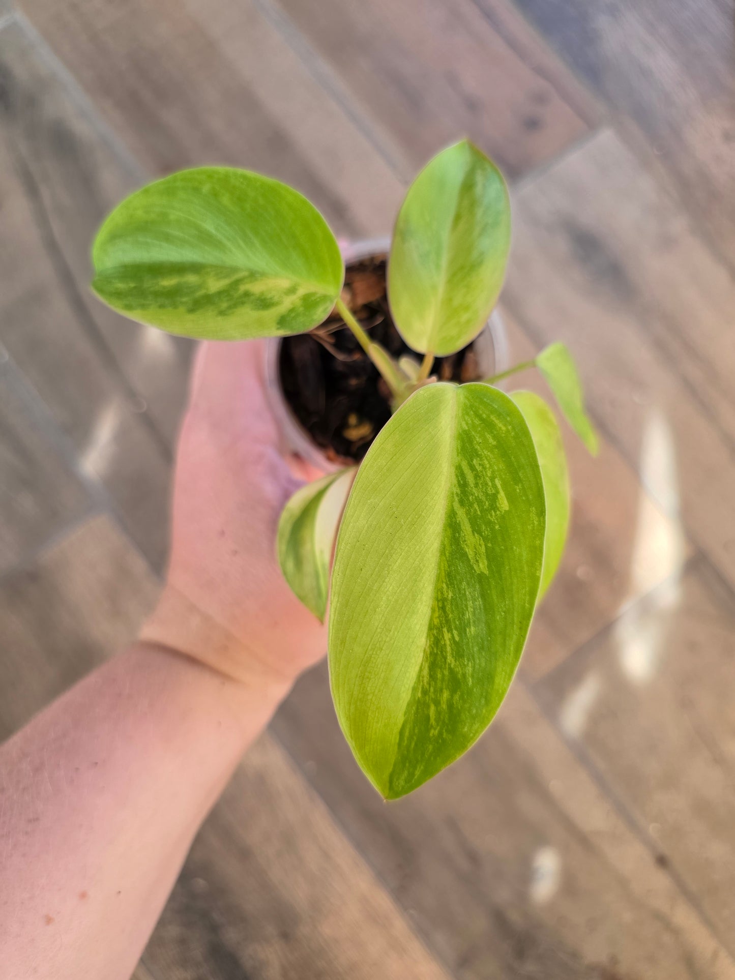 Philodendron Emerald Queen "Avocado Shake"