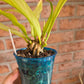Anthurium Scorpiones Mint
