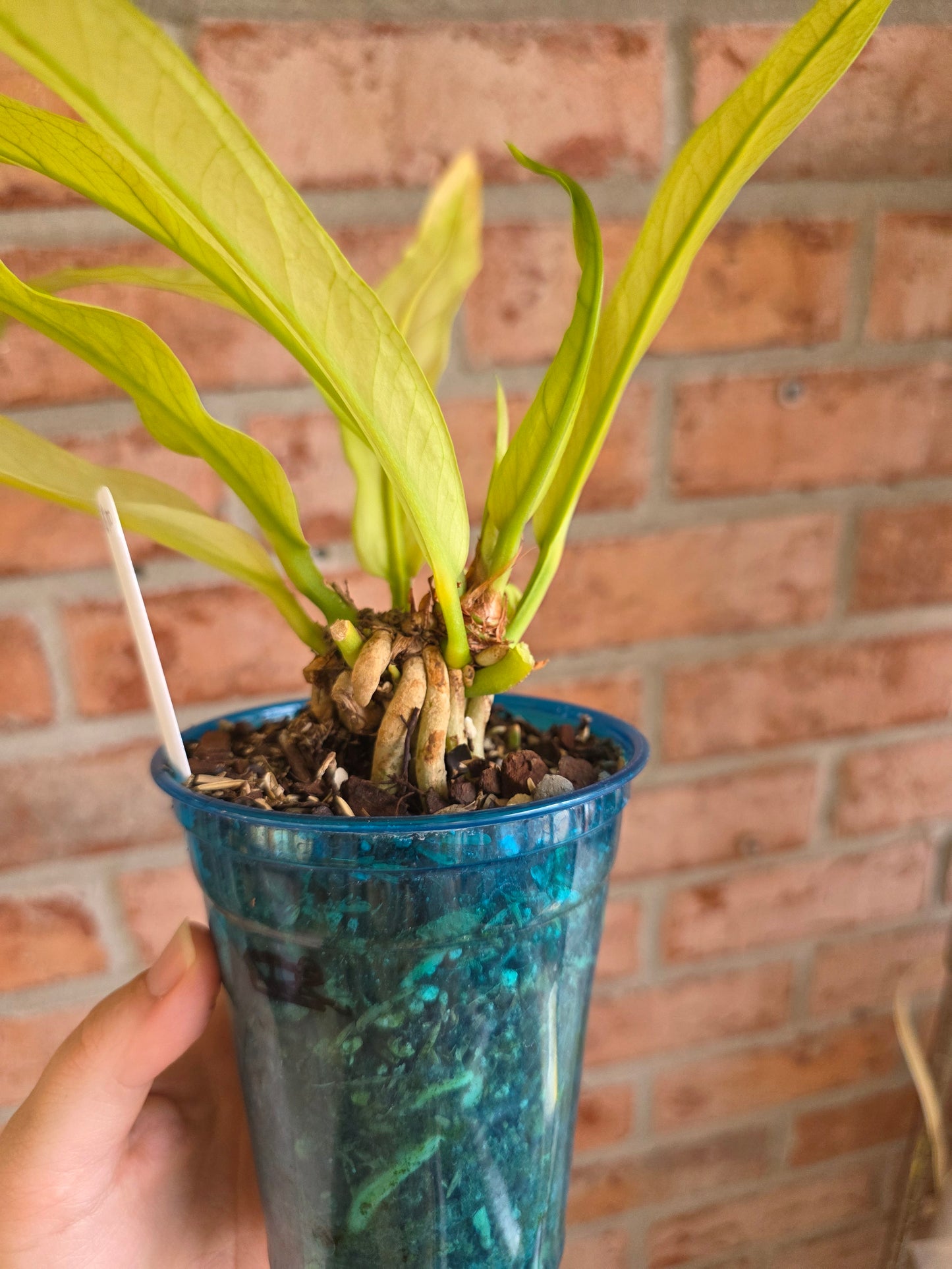 Anthurium Scorpiones Mint