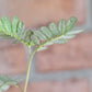 Phyllanthus Urinaria Pink Variegated