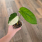 Syngonium Chiapense Variegata