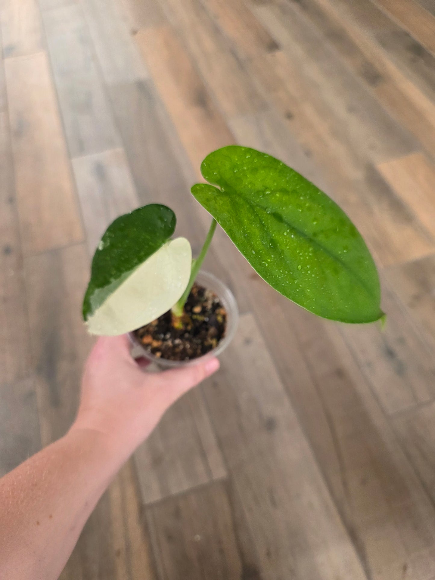 Syngonium Chiapense Variegata