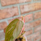 Philodendron Micans Albo/Pink Variegated