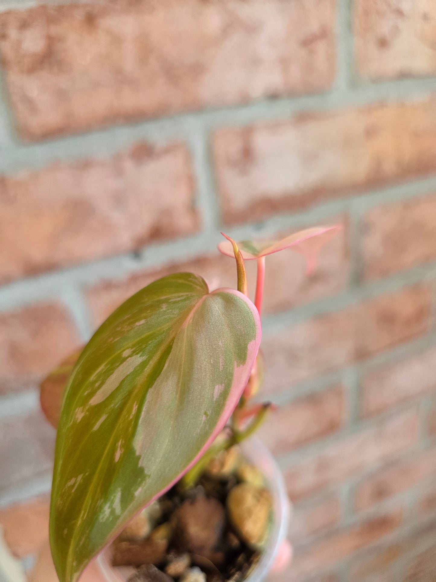 Philodendron Micans Albo/Pink Variegated