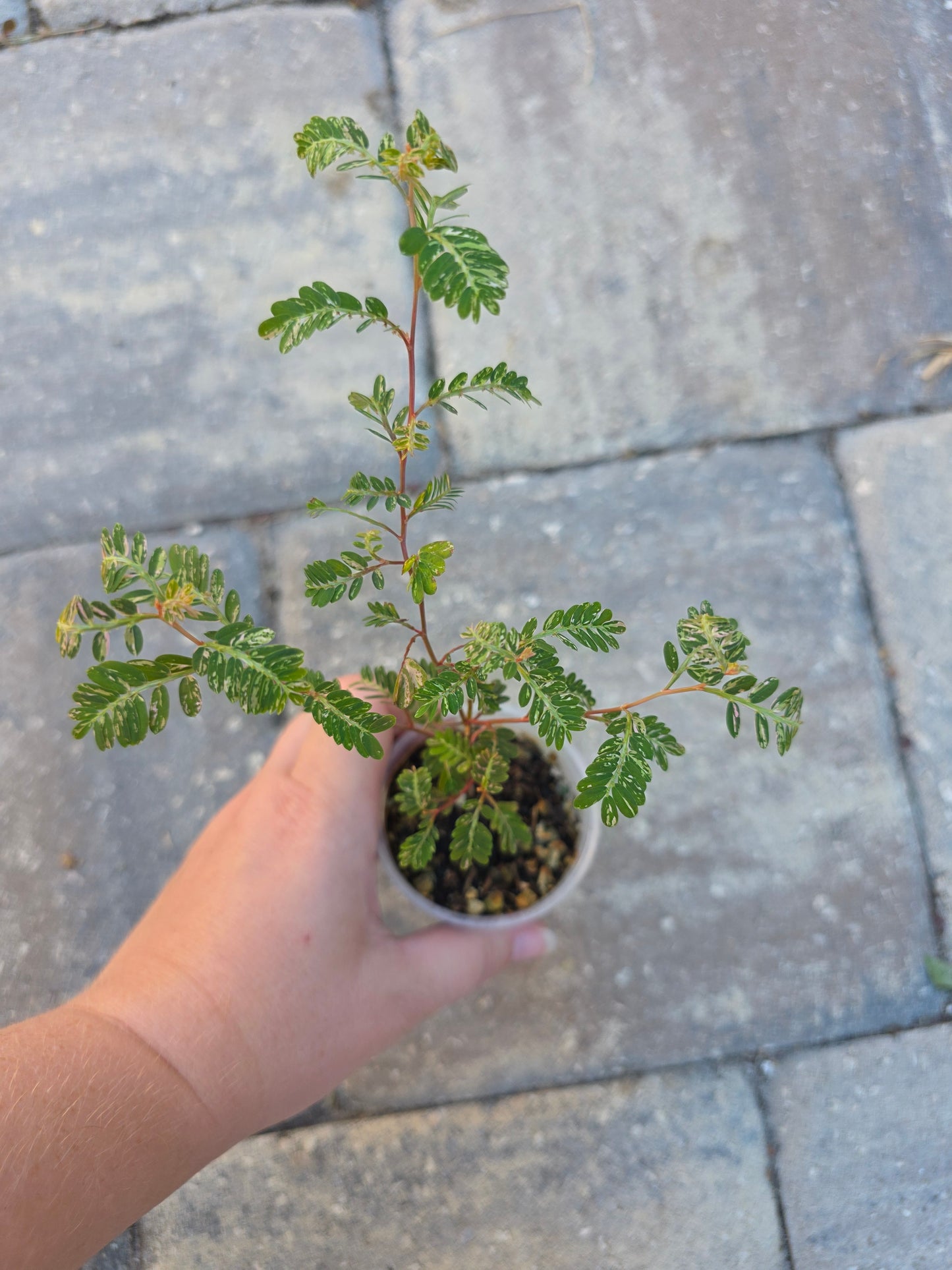 Phyllanthus Urinaria Variegated