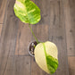 Monstera Aurea SF