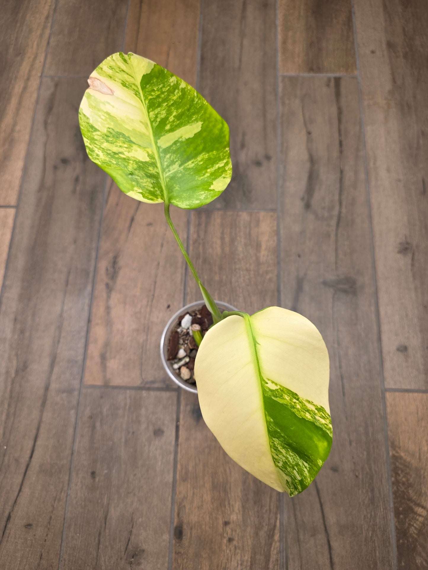 Monstera Aurea SF