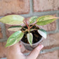 Philodendron Atabapoense Pink Marble