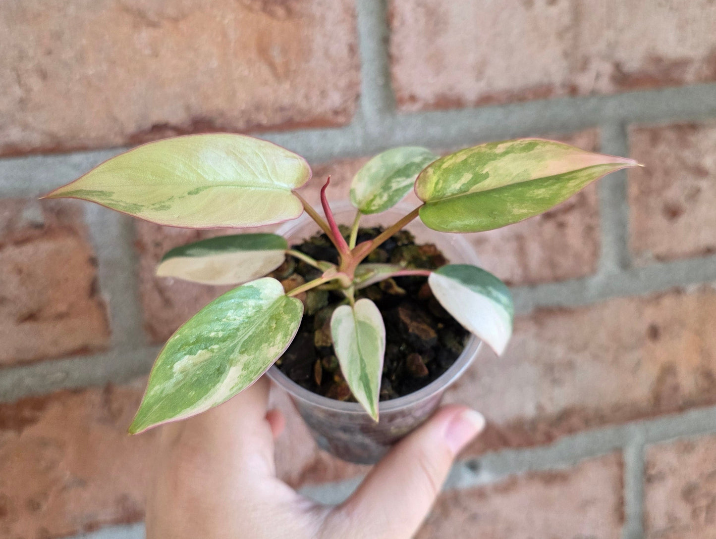 Philodendron Atabapoense Pink Marble