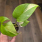 Rhaphidophora Tetrasperma Albo Variegated