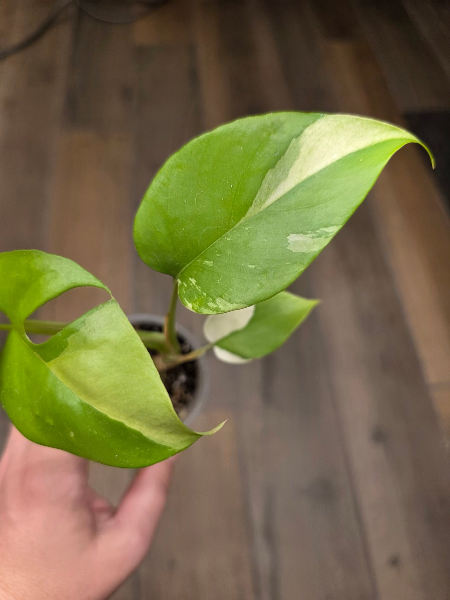 Rhaphidophora Tetrasperma Albo Variegated
