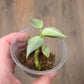 Philodendron Silver Sword Variegated
