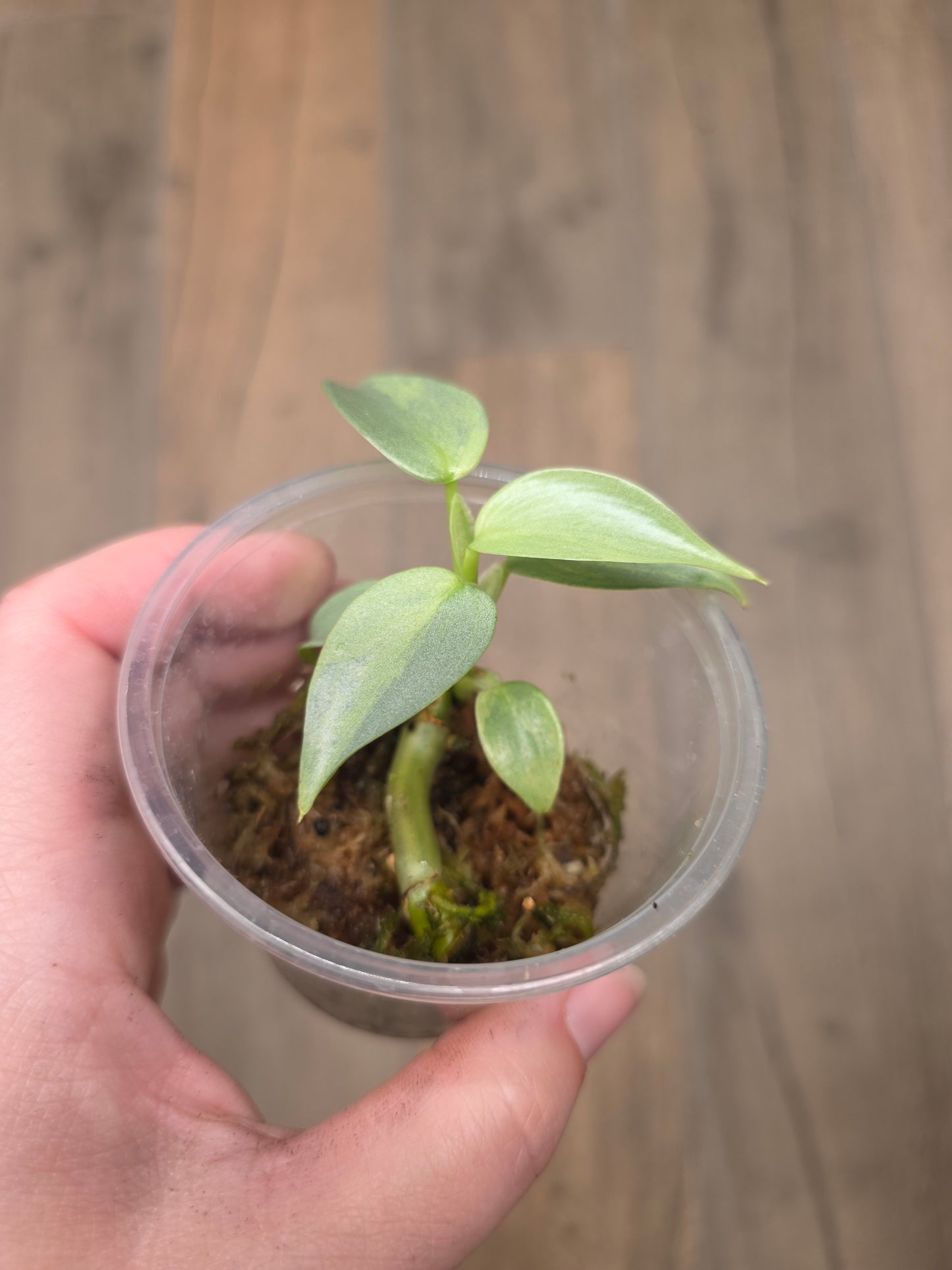 Philodendron Silver Sword Variegated