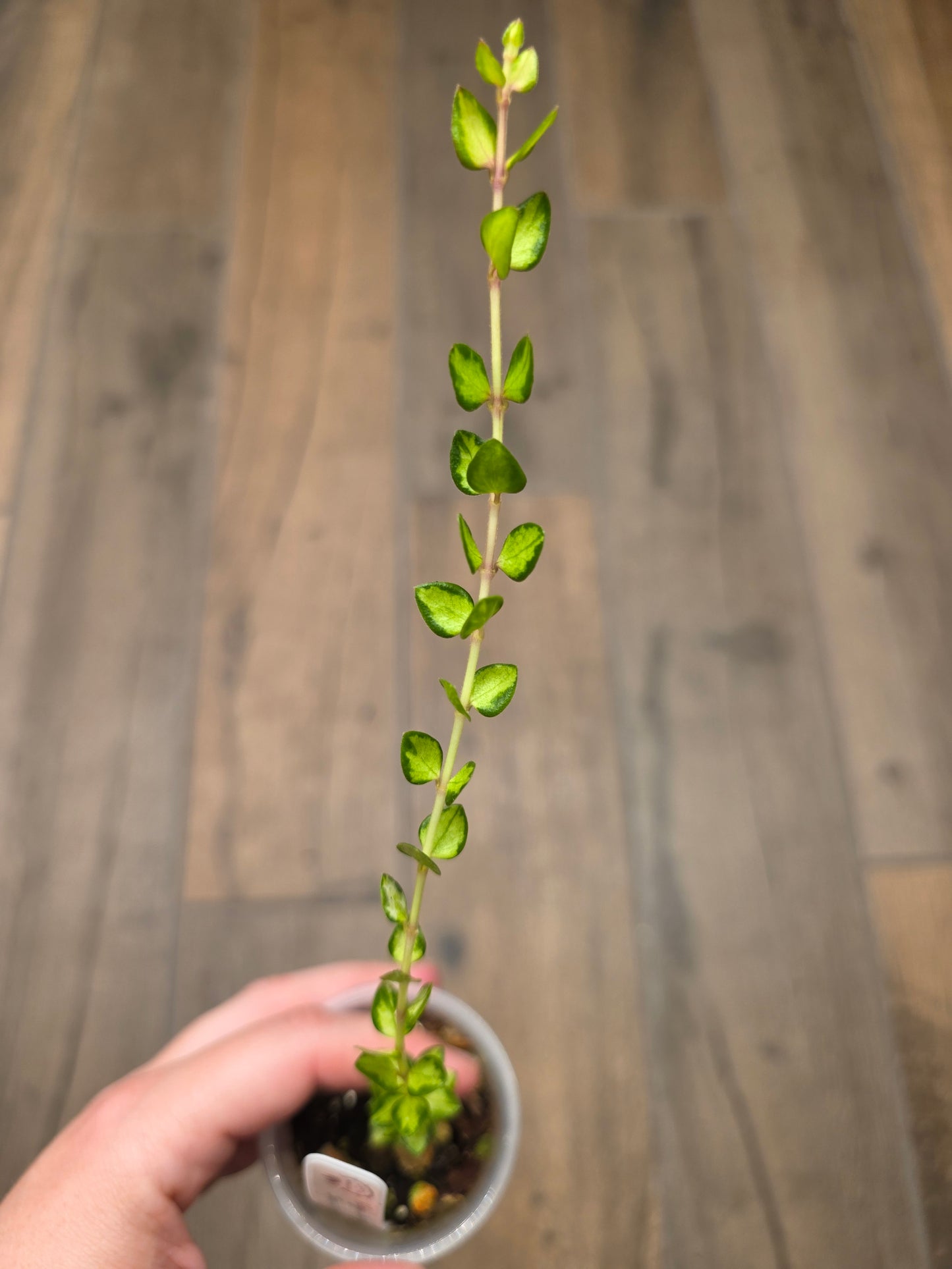 Hoya Chinghungensis Variegated